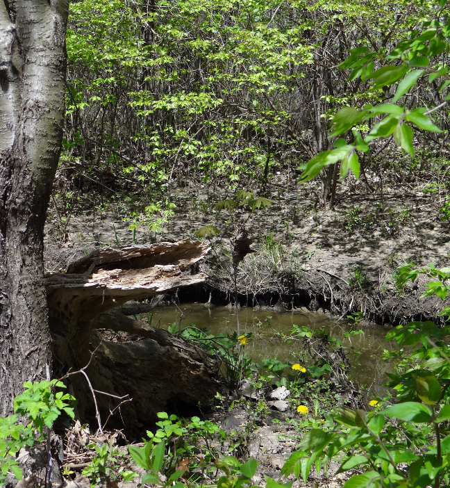 Nature Walking Path